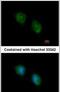 COP9 Signalosome Subunit 4 antibody, PA5-31039, Invitrogen Antibodies, Immunofluorescence image 
