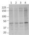 O-Linked N-Acetylglucosamine (GlcNAc) Transferase antibody, MA1-072, Invitrogen Antibodies, Western Blot image 