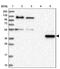 RUN And FYVE Domain Containing 4 antibody, PA5-58191, Invitrogen Antibodies, Western Blot image 