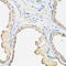 Beta-2-Microglobulin antibody, A00456-4, Boster Biological Technology, Immunohistochemistry frozen image 