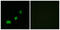 Acyl-CoA Thioesterase 1 antibody, LS-C119691, Lifespan Biosciences, Immunofluorescence image 