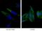 GABA Type A Receptor-Associated Protein antibody, 18723-1-AP, Proteintech Group, Immunofluorescence image 