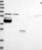 Ring Finger Protein 25 antibody, NBP1-89069, Novus Biologicals, Western Blot image 