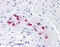 SRY-Box 9 antibody, 51-514, ProSci, Immunohistochemistry paraffin image 