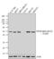 Peroxisome Proliferator Activated Receptor Alpha antibody, GTX23484, GeneTex, Western Blot image 