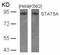 Signal Transducer And Activator Of Transcription 5A antibody, 79-289, ProSci, Western Blot image 