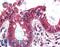 Ezrin antibody, LS-B3244, Lifespan Biosciences, Immunohistochemistry frozen image 