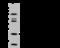 Histidine Triad Nucleotide Binding Protein 3 antibody, 203740-T46, Sino Biological, Western Blot image 