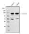 Prominin 1 antibody, PB9156, Boster Biological Technology, Western Blot image 