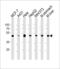 Enolase 1 antibody, LS-B11813, Lifespan Biosciences, Western Blot image 