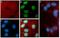 H3 Histone Family Member 3B antibody, 701269, Invitrogen Antibodies, Immunofluorescence image 