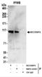 SECIS Binding Protein 2 antibody, NBP2-22301, Novus Biologicals, Immunoprecipitation image 