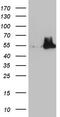 Nudix Hydrolase 12 antibody, CF805582, Origene, Western Blot image 