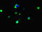 Carboxylesterase 3 antibody, LS-C677511, Lifespan Biosciences, Immunofluorescence image 