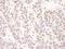 BCL2 Associated Transcription Factor 1 antibody, NB100-1704, Novus Biologicals, Immunohistochemistry paraffin image 