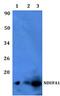 NADH:Ubiquinone Oxidoreductase Subunit A1 antibody, PA5-75687, Invitrogen Antibodies, Western Blot image 