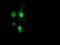 PNMT antibody, LS-C172929, Lifespan Biosciences, Immunofluorescence image 