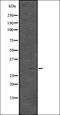 HCG2040518 antibody, orb336492, Biorbyt, Western Blot image 