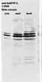 Heterogeneous Nuclear Ribonucleoprotein A1 antibody, orb76659, Biorbyt, Western Blot image 