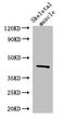 Sphingosine Kinase 1 antibody, CSB-PA022564LA01HU, Cusabio, Western Blot image 