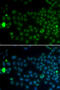 Speedy/RINGO Cell Cycle Regulator Family Member A antibody, 15-101, ProSci, Immunofluorescence image 