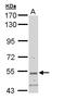 Syntrophin Beta 2 antibody, LS-C186037, Lifespan Biosciences, Western Blot image 