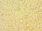 Ephrin B1 antibody, LS-C375635, Lifespan Biosciences, Immunohistochemistry paraffin image 
