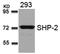 Protein Tyrosine Phosphatase Non-Receptor Type 11 antibody, AP02797PU-N, Origene, Western Blot image 