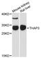 THAP Domain Containing 3 antibody, A12899, ABclonal Technology, Western Blot image 