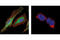 Inositol Polyphosphate Phosphatase Like 1 antibody, 2839S, Cell Signaling Technology, Immunofluorescence image 