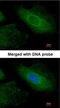 Radixin antibody, NBP1-31553, Novus Biologicals, Immunofluorescence image 