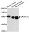 Cysteine Rich Secretory Protein LCCL Domain Containing 2 antibody, A13195, ABclonal Technology, Western Blot image 