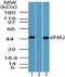 Eukaryotic Translation Initiation Factor 4A2 antibody, PA5-23260, Invitrogen Antibodies, Western Blot image 
