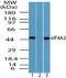 Eukaryotic Translation Initiation Factor 4A2 antibody, PA5-23260, Invitrogen Antibodies, Western Blot image 