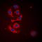 Calreticulin antibody, orb216041, Biorbyt, Immunofluorescence image 