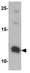 FKBP Prolyl Isomerase 1A antibody, GTX31576, GeneTex, Western Blot image 