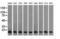 Profilin 1 antibody, LS-C115238, Lifespan Biosciences, Western Blot image 