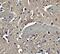 Neuronal Pentraxin 2 antibody, NBP1-76899, Novus Biologicals, Immunohistochemistry paraffin image 