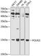 RNA Polymerase II Subunit I antibody, GTX32797, GeneTex, Western Blot image 