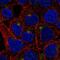 Transmembrane Protein 63A antibody, PA5-66846, Invitrogen Antibodies, Immunofluorescence image 