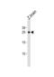 14-3-3 protein gamma-1 antibody, abx034859, Abbexa, Western Blot image 