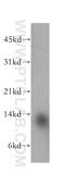 Acylphosphatase 1 antibody, 13433-1-AP, Proteintech Group, Western Blot image 