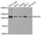 NOP2/Sun RNA Methyltransferase 2 antibody, abx002471, Abbexa, Western Blot image 