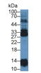 NME/NM23 Nucleoside Diphosphate Kinase 6 antibody, LS-C295670, Lifespan Biosciences, Western Blot image 