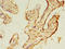 Transmembrane Protein 165 antibody, A61374-100, Epigentek, Immunohistochemistry paraffin image 