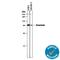 Astacin Like Metalloendopeptidase antibody, AF8549, R&D Systems, Western Blot image 