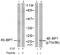 Eukaryotic Translation Initiation Factor 4E Binding Protein 1 antibody, AP02724PU-N, Origene, Western Blot image 