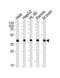 Glutamic-Oxaloacetic Transaminase 2 antibody, TA325088, Origene, Western Blot image 