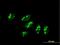 UTP3 Small Subunit Processome Component antibody, H00057050-B01P, Novus Biologicals, Immunocytochemistry image 