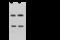 ADAP antibody, GTX02265, GeneTex, Western Blot image 